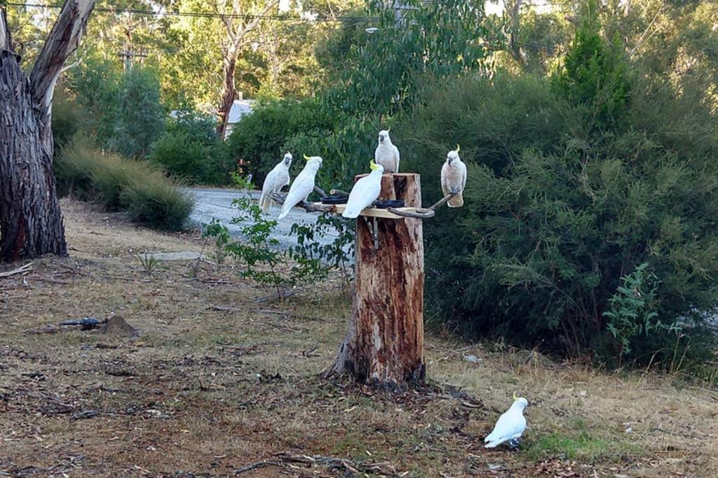 Cockatoo Cabin Halls Gap Extérieur photo