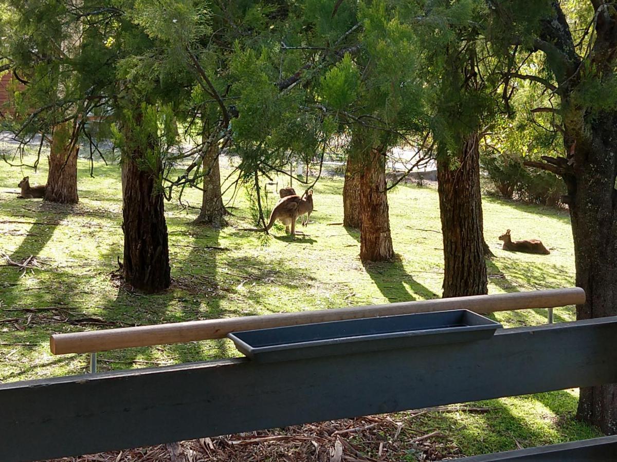 Cockatoo Cabin Halls Gap Extérieur photo